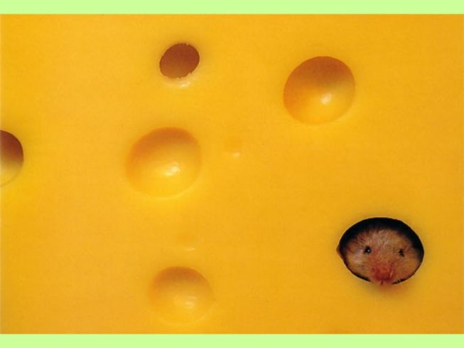 mouse - cheese